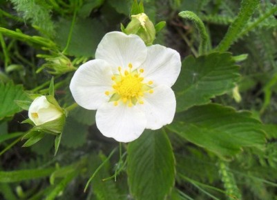 ����� ������� ��������: ��� ��� ������ �� ������ � �������� ��������