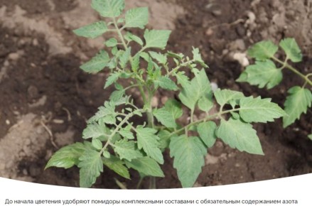 ��� ��������� ���������� ������� ������� � ��������� ������ ���������