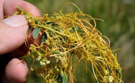 ��������: �������, ������� �������� ������ ����