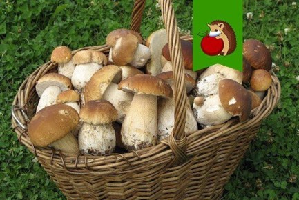 ����� ������� �� ���� ����: ������ � ������� �� ����� � �����