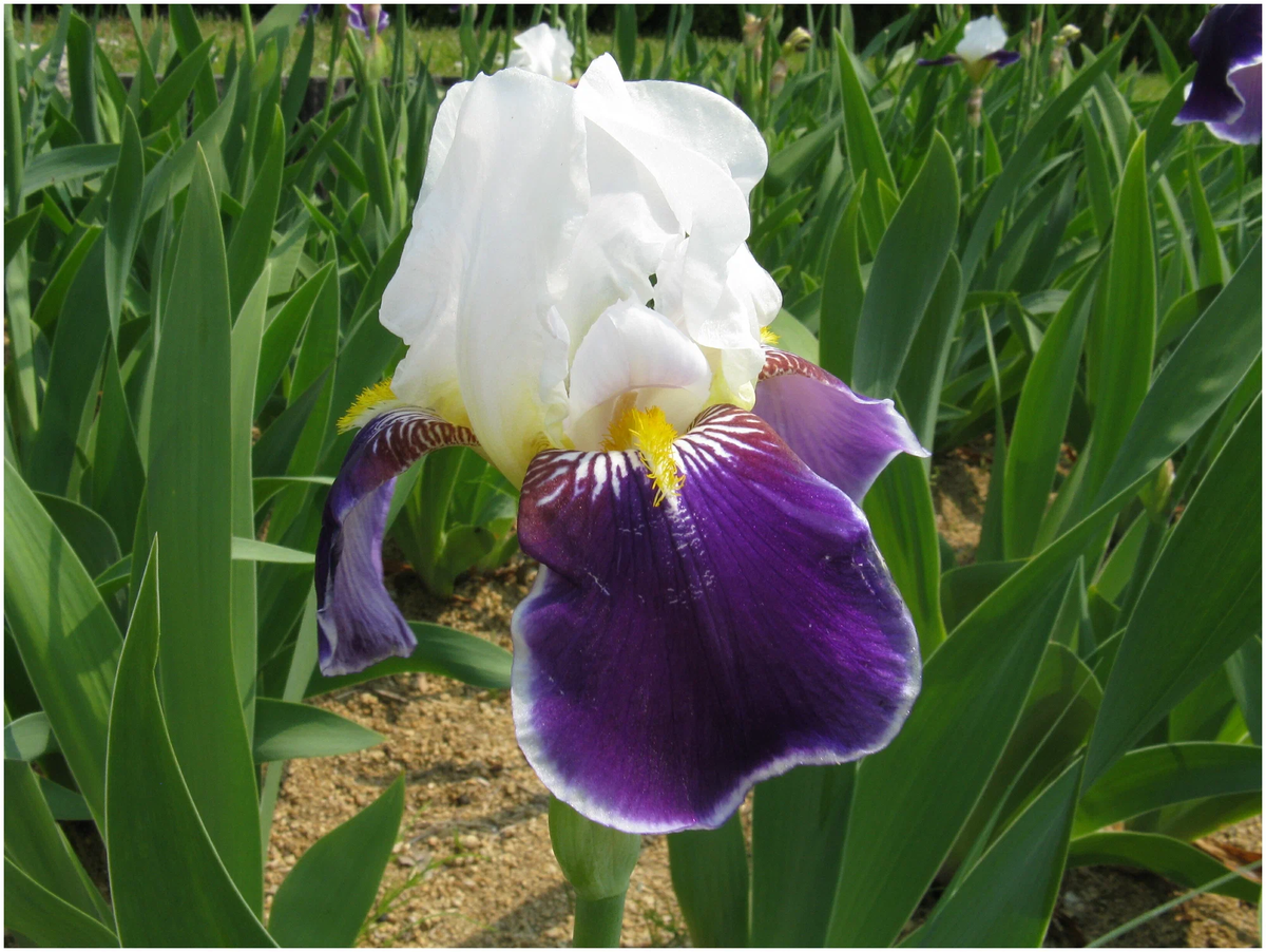 Как вырастить радугу в своём саду: Ирисы без лишних хлопот