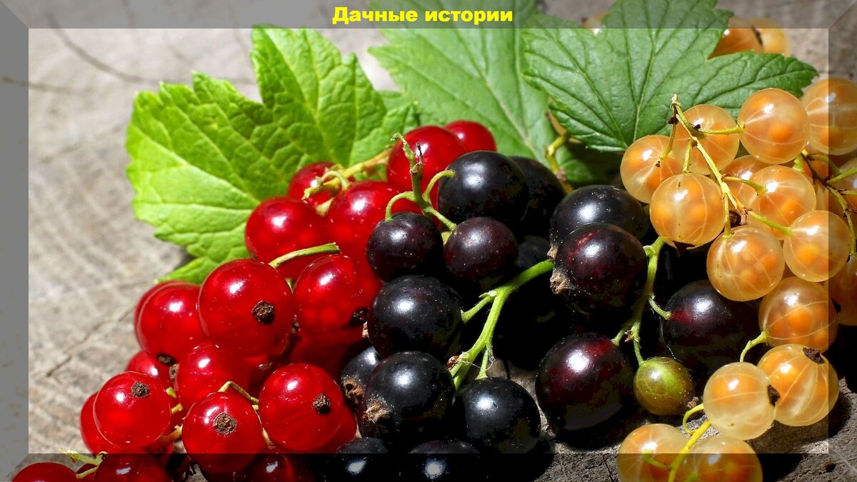 Как вырастить смородину: секреты и советы для начинающих