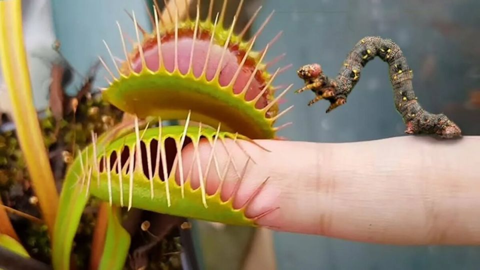 ����� � �������� ���������: ��� ���������� �� ����� ����?