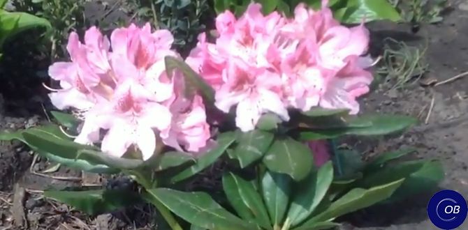 ��� ������� ��������� �����������: ������� � ������