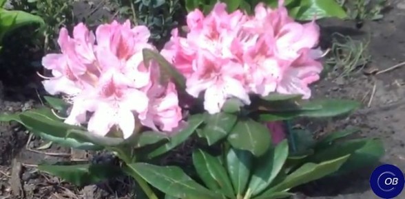 ��� ������� ��������� �����������: ������� � ������