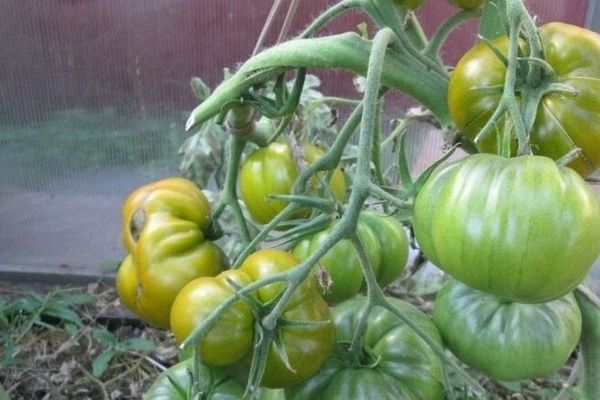 ���������� ����: ���������� ��������� ����������� ������