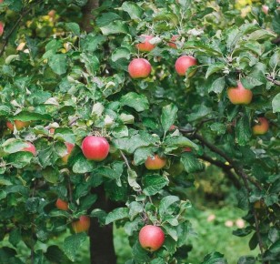 ������� ����� �� �����: ������ �� ������� ������ �������