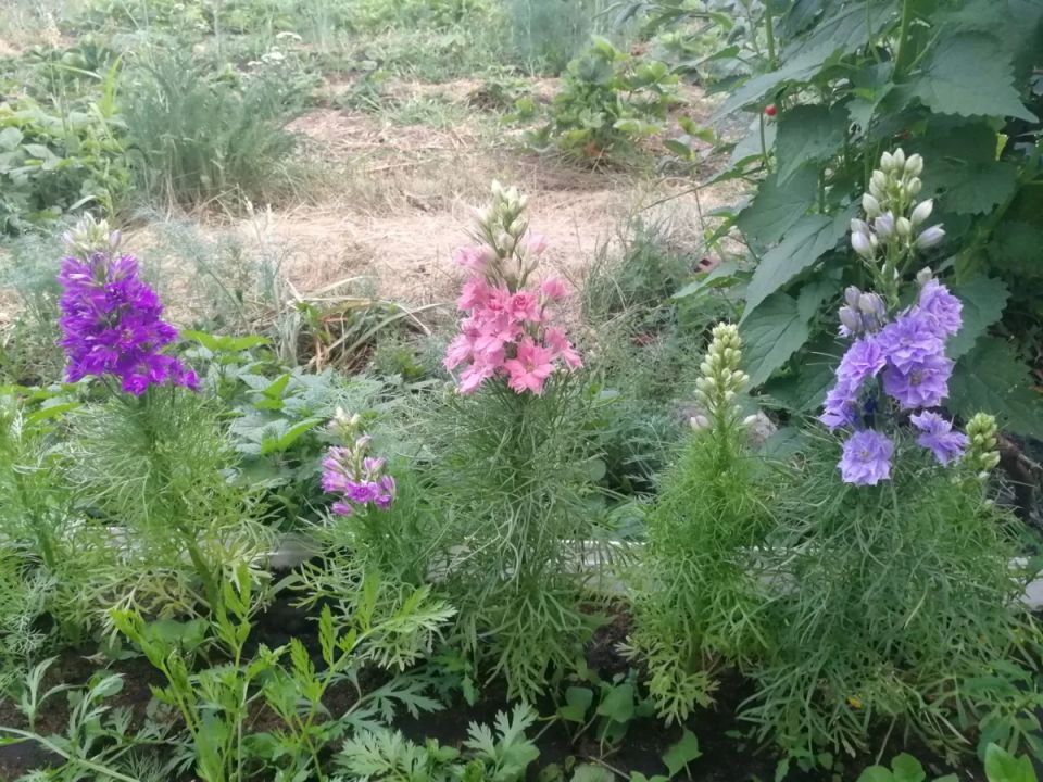 ��� ��������� ������: ���� � ������ �� �����