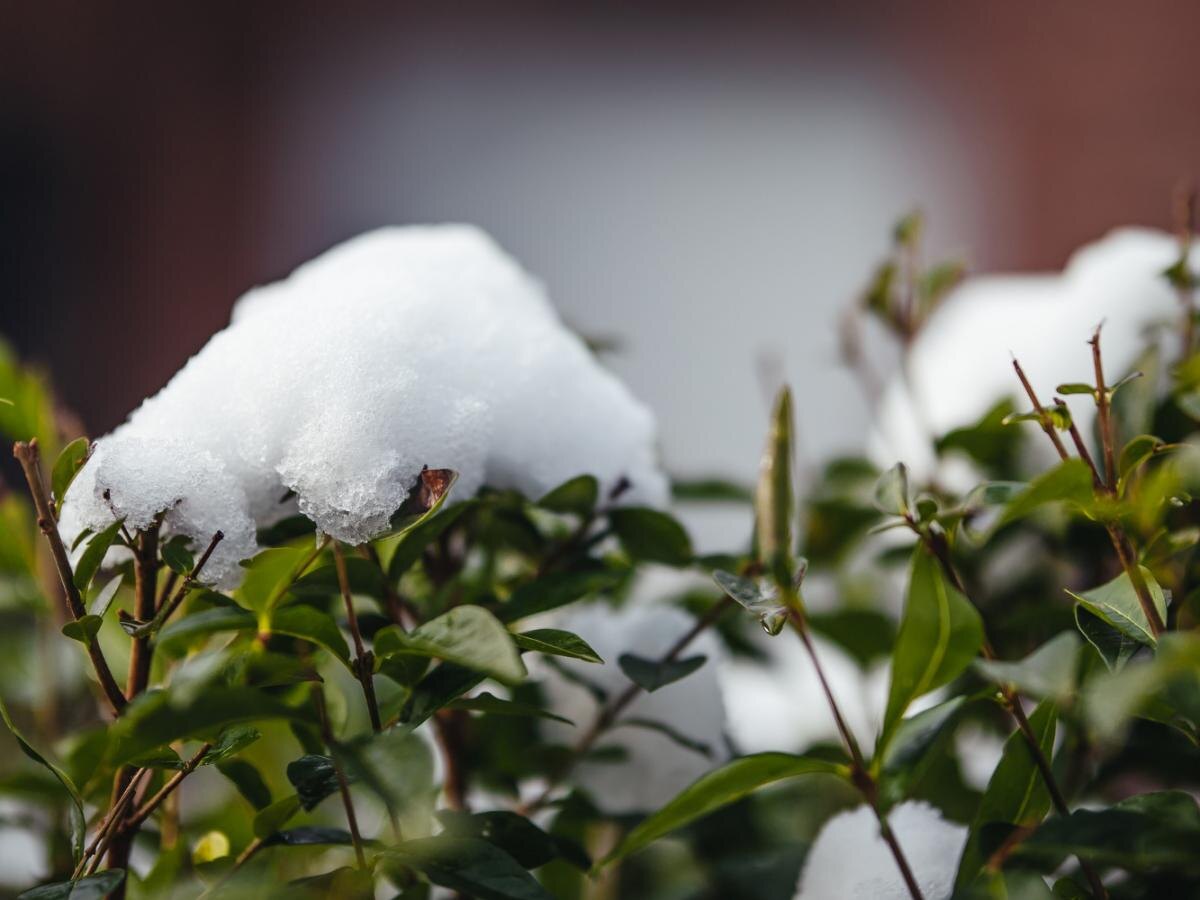 Как защитить сад от мокрого снега: советы и меры предосторожности