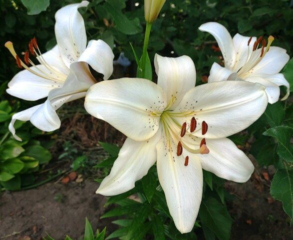 ��� ��������� ������������ ����� ����� ��������