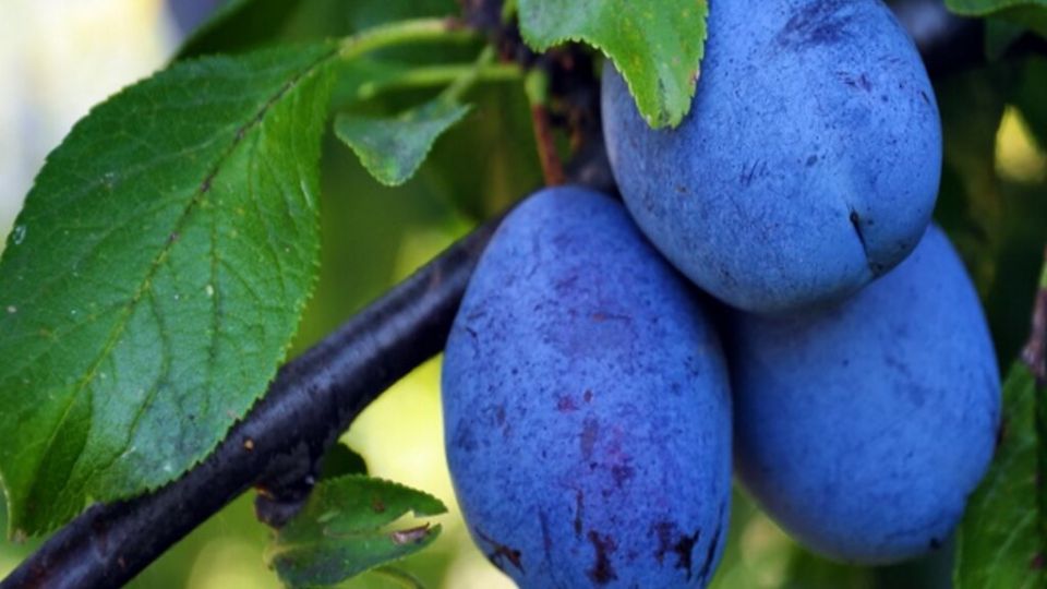 ����������� ������� ����� �� �������: ��� �������� ������� ������