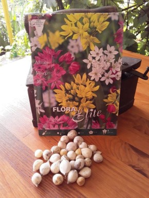 Новые луковичные растения для весеннего цветника