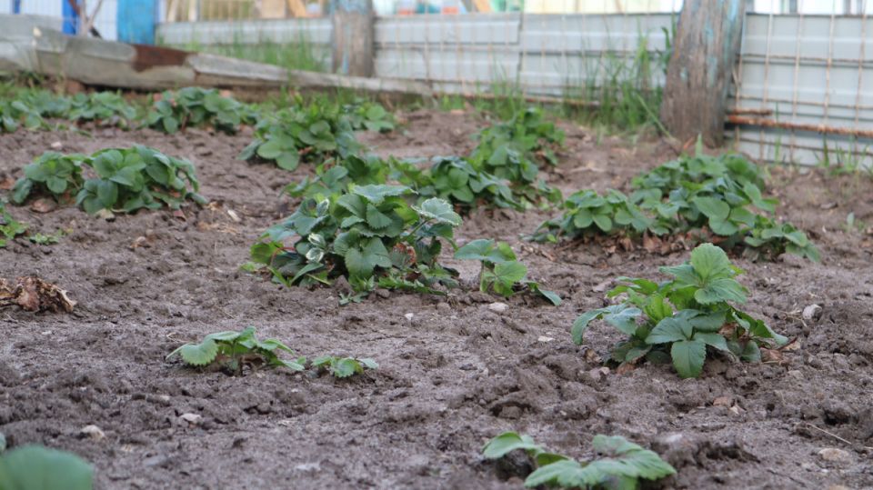 ��� ��������� ���������� �������� ������ ��� �������� ������