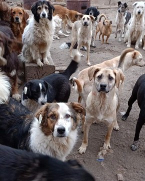 Выбор за вами: астраханцев приглашают обсудить судьбу бездомных животных