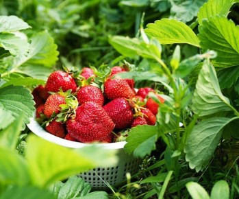 Клубника: секреты ухода после сбора урожая