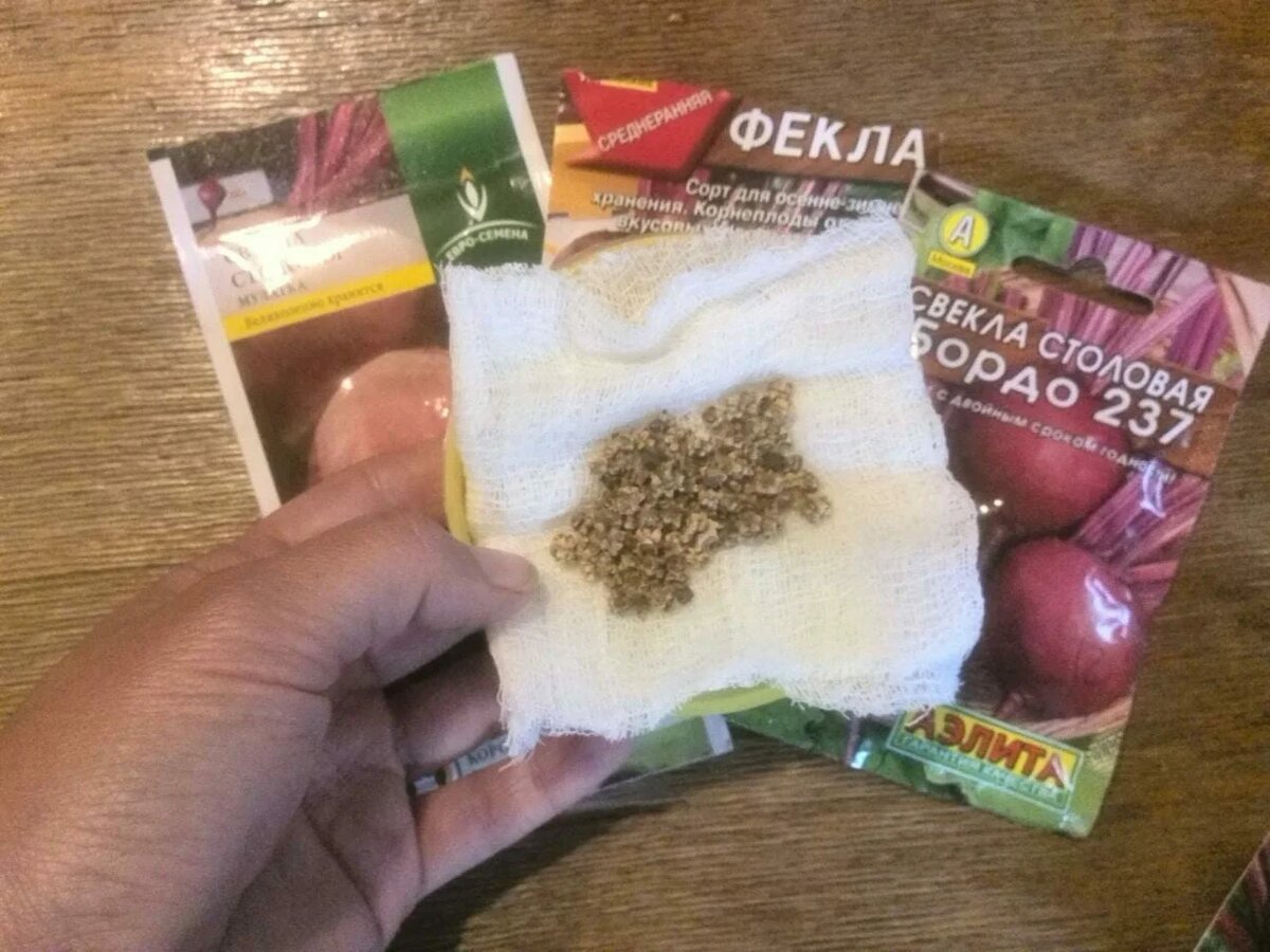 Как правильно сеять свеклу под зиму: полезные советы