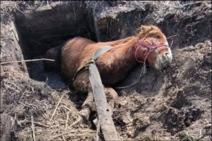 Ромео в голубой уздечке. Конь четыре часа ждал, пока спасут подругу из ямы