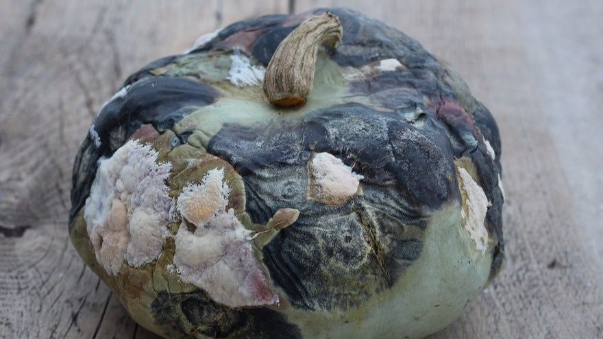 ��� ��������� ������ ������ �� ����� ���: ������� ������