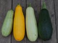 Способы стимулирования плодоносности кабачков до зимы