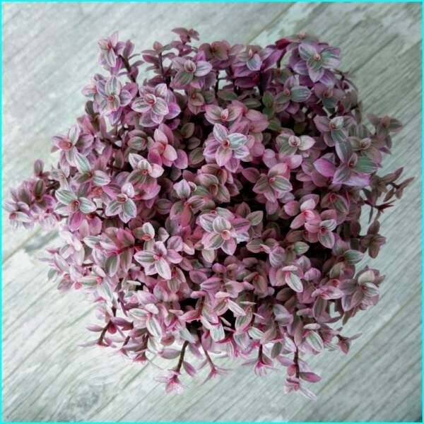 �������� �������: ��� ������� ������� ����� � ���� ����