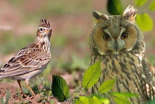 ��� ������ ���� �������: ���� ��� ���������?