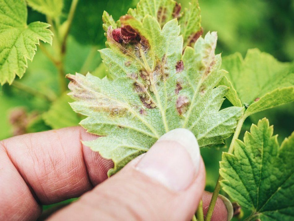 ����������� ������� ������ � ��� �� ���������: ������� � ���������� �������