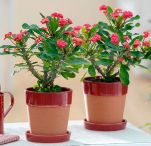 ������� ����: ����� ����� � �������� ��� ������ ����