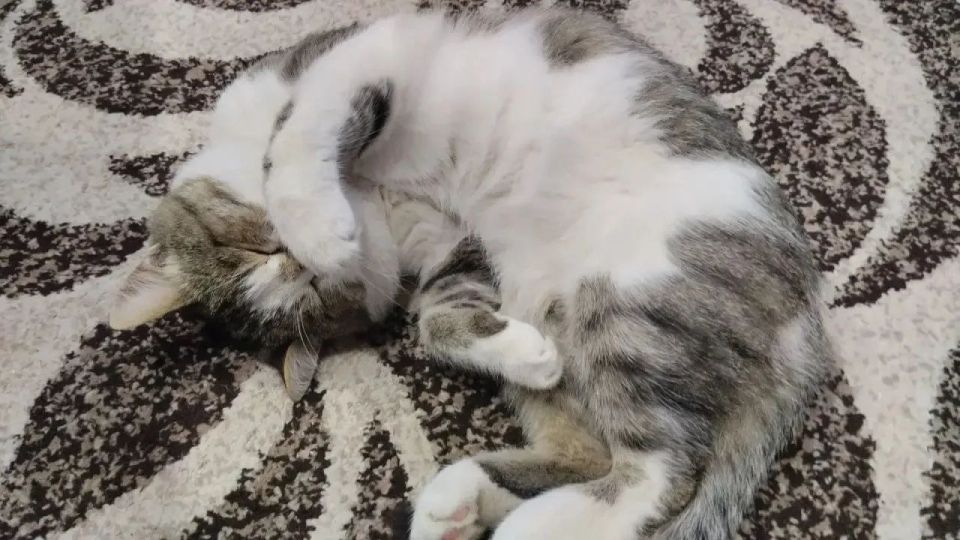 � ������ �� ������. 1 ����� � ��������� ������������ ���������� ����������, ��� �������