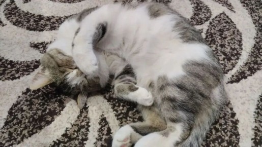 � ������ �� ������. 1 ����� � ��������� ������������ ���������� ����������, ��� �������