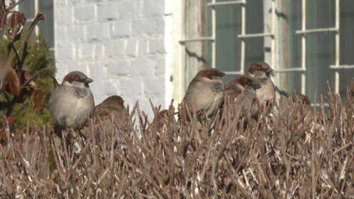 � ������������ ������� ������� �������� ��������