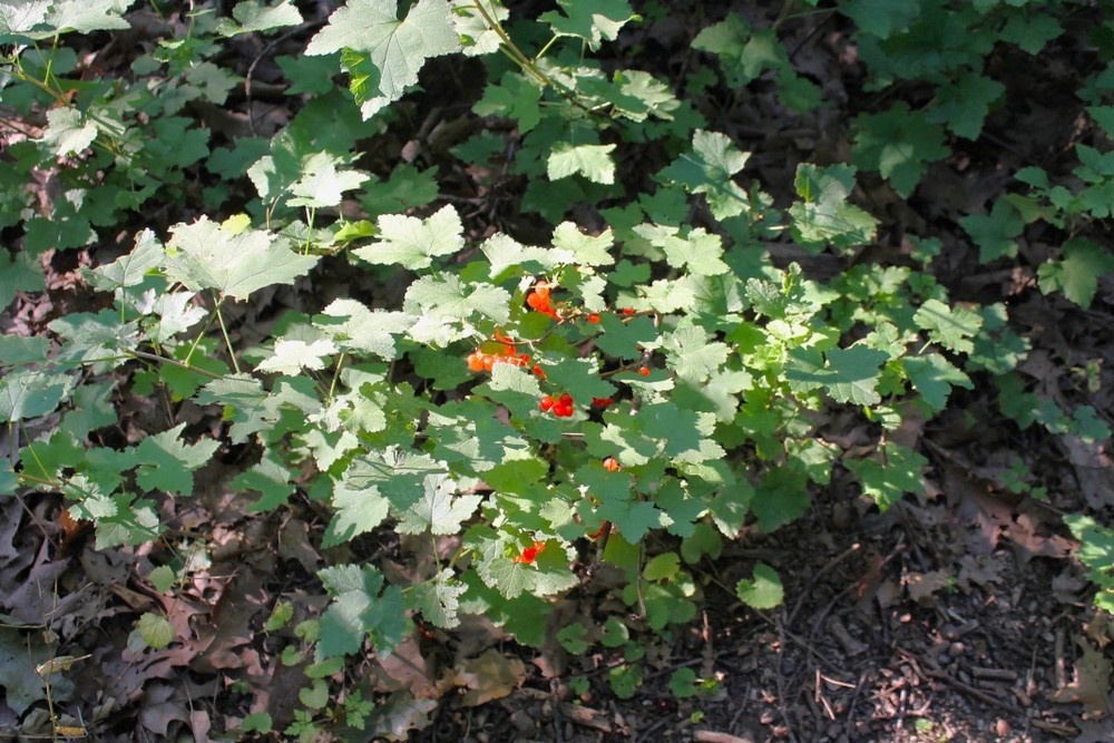 Декоративная смородина, которая выживает даже в холоде