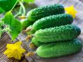 Лучшие сорта огурцов для открытого грунта: выбираем урожайные и вкусные