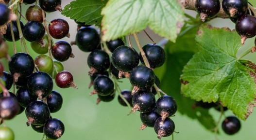 ���� �� ������ ����������: ������� ��������� �������� ������