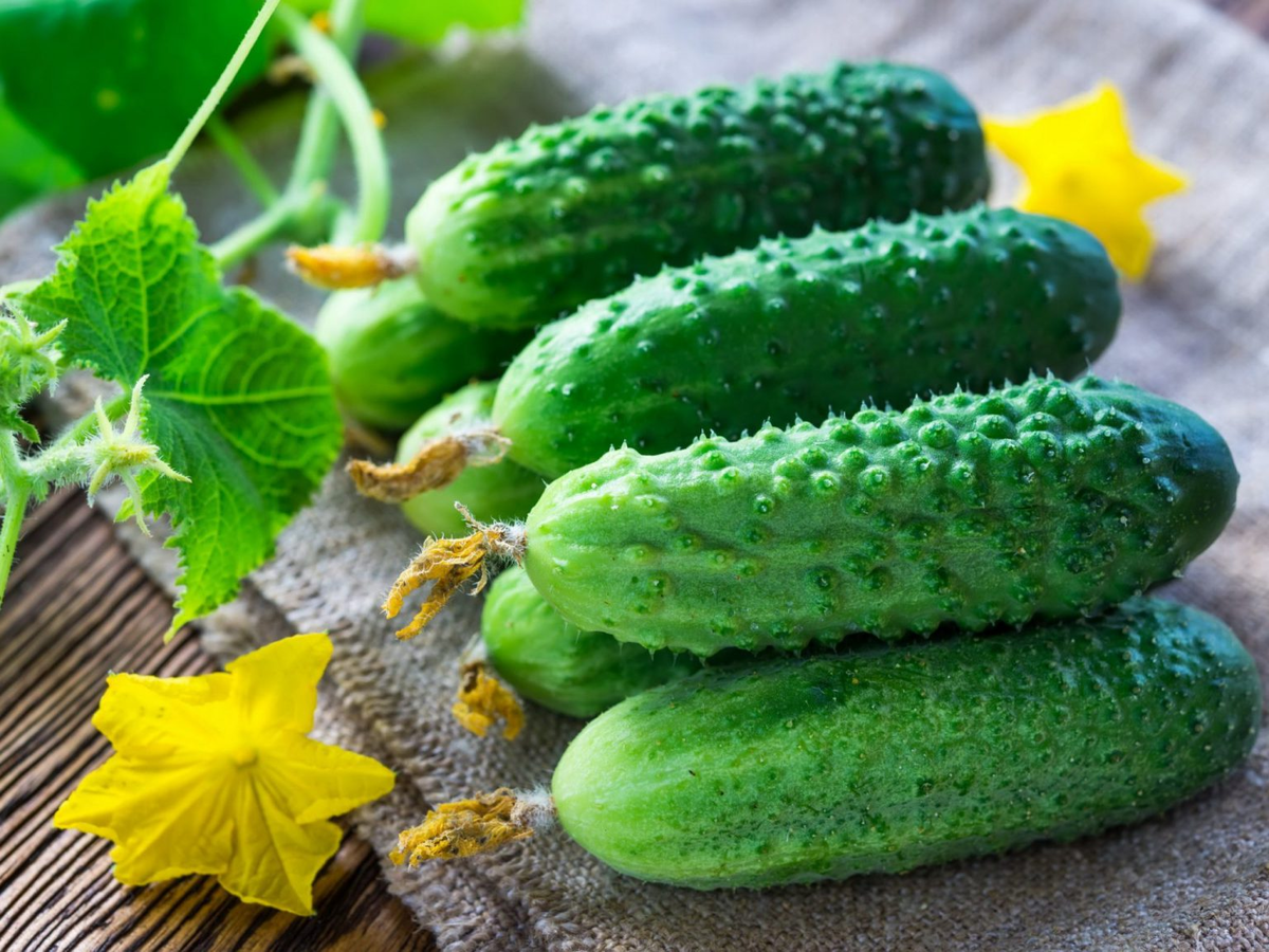 Лучшие сорта огурцов для открытого грунта: выбираем урожайные и вкусные