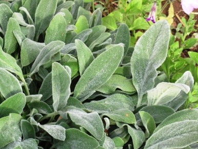 ��� ��������� ������ ����������: ������� ����� �� ��������� � ����������� �������