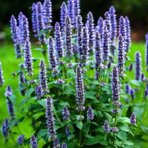 �������� �������� ������ ��� �������� ��������: ������� ������