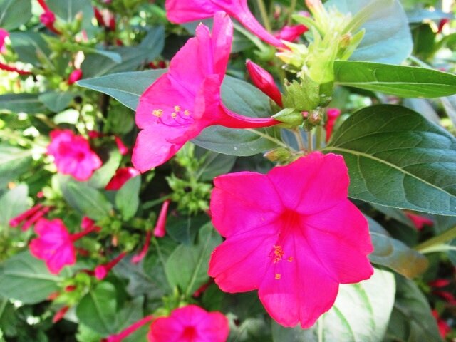 Секреты зимовки мирабилиса: как сохранить цветок до весны