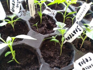 ��� ��������� ��������� �������: ������ �����������