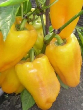 ������� ����� �������� ����: ������ ���� ��� ������ ����