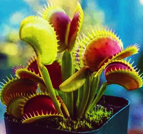 Венерина мухоловка: уникальный хищник на вашем подоконнике