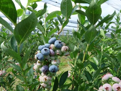 Секреты тенистого сада: необычные растения для затемненных уголков