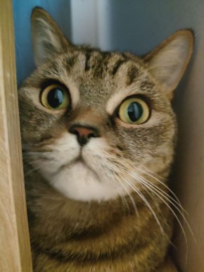 � ������ �� ������. 4 ����� � ��������� ������������ ���������� � ������������, ��� �������