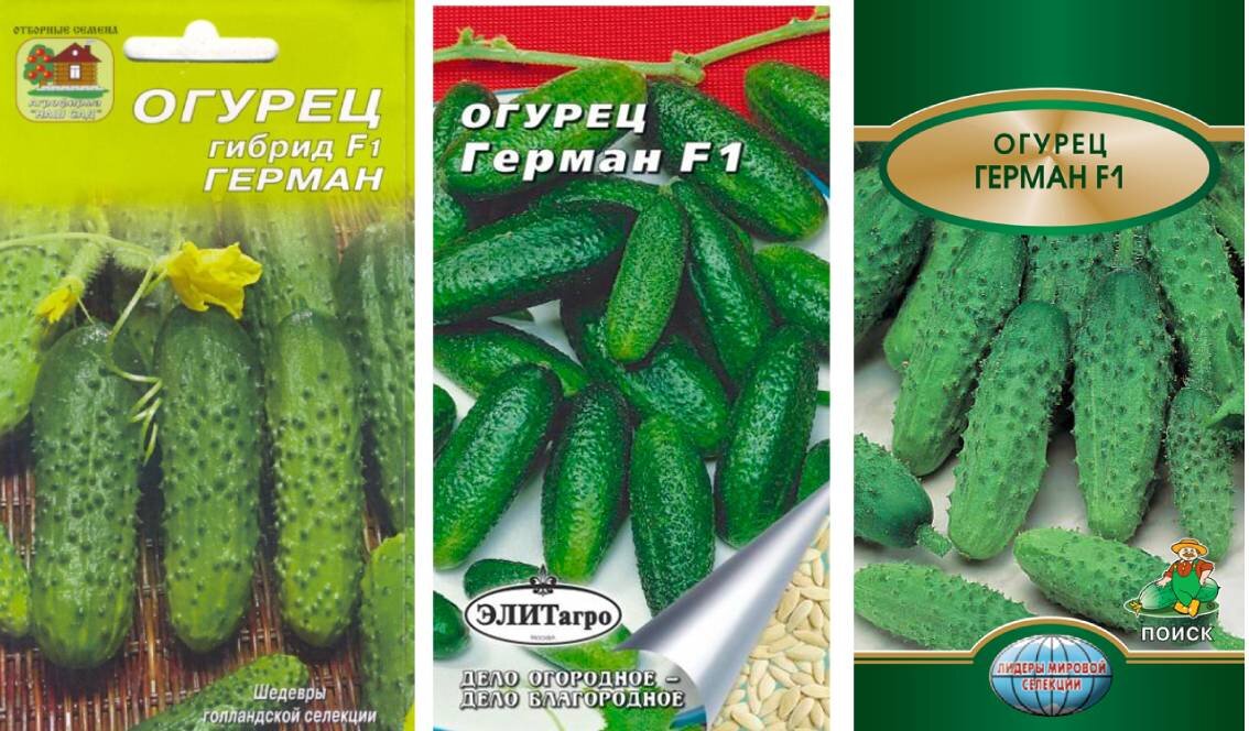 Изменение в огуречном предпочтении: Герман больше не в лидерах