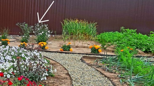 �������: ��������� ��������� ������ ����