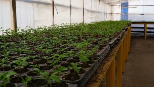 Астраханские теплицы модернизируют