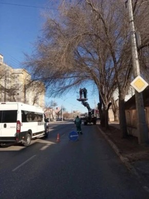 С начала года в Астрахани омолодили свыше трёхсот деревьев