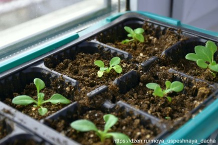 ��� ��������� ���������� ������� ������� ��� ������� ��������