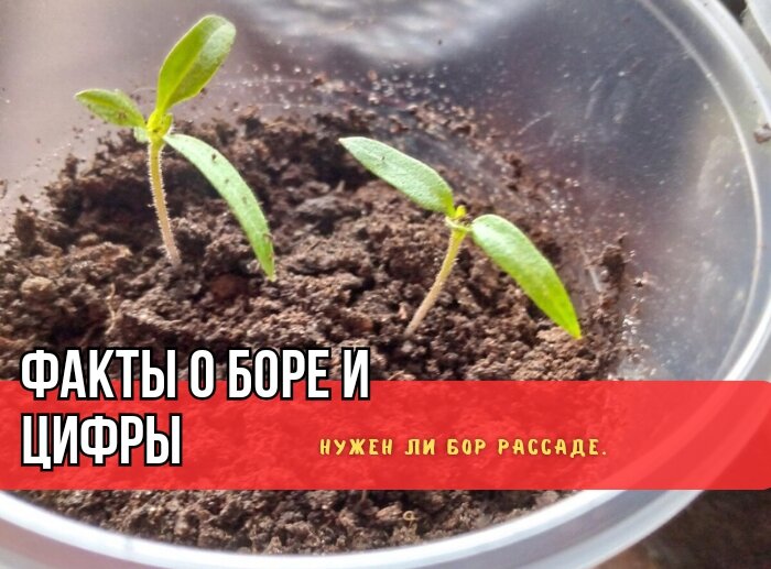 Зачем нужен бор для рассады томатов и стоит ли им подкармливать?