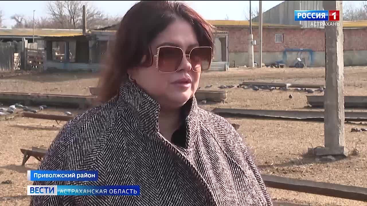 В Астраханской области с начала этого года численность поголовья овец и коз превысила 1 млн голов