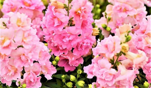 Порадуйте свой сад яркими антирринумами, которые цветут до морозов